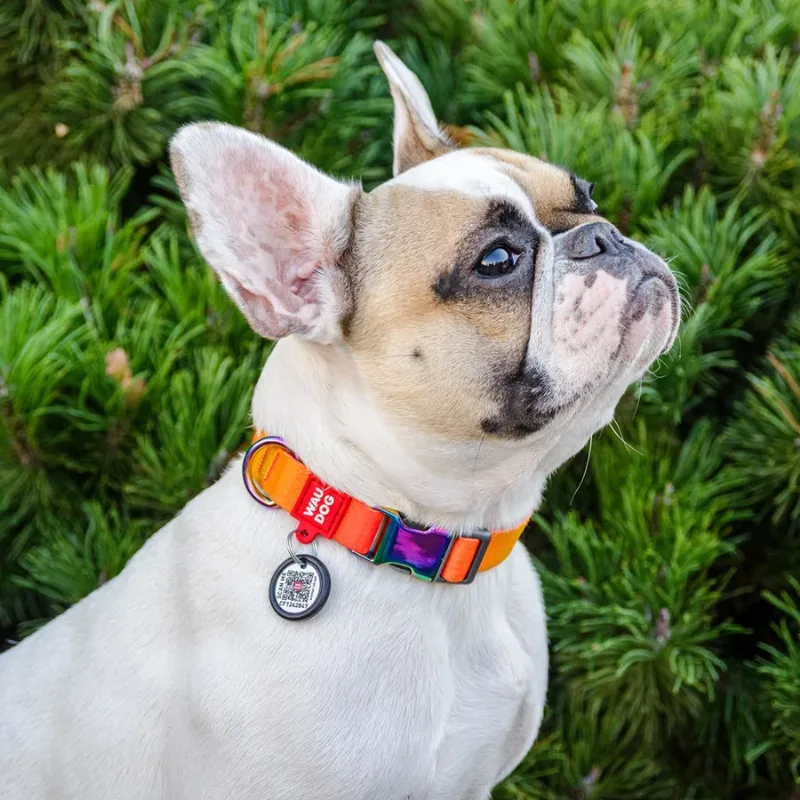 Нашийник для собак з нейлону, градієнт, M, помаранчевий WAUDOG Nylon Recycled Collar