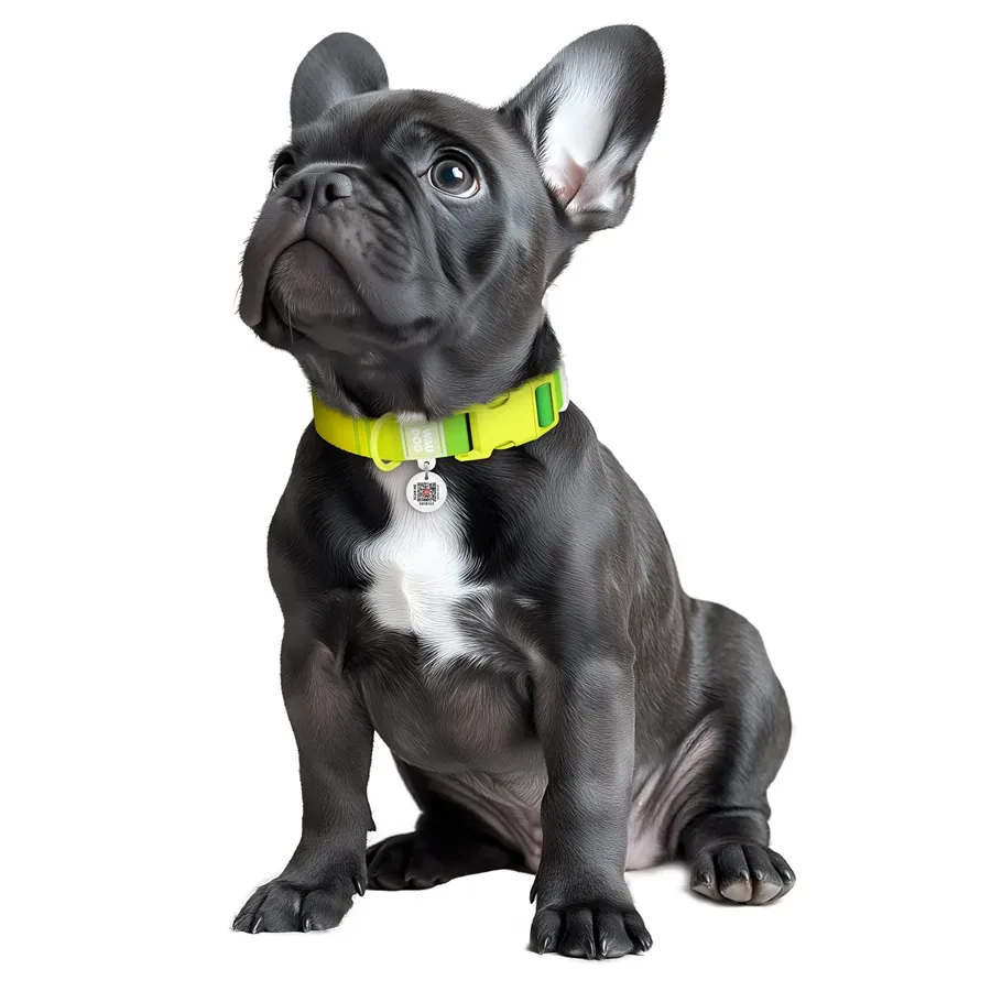 Нашийник для собак з нейлону, градієнт, M, салатовий WAUDOG Nylon Recycled Collar
