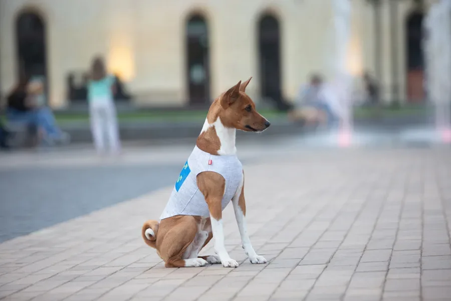 Майка для собак «Смелость», M45 WAUDOG Clothes Dog T-Shirt Courage