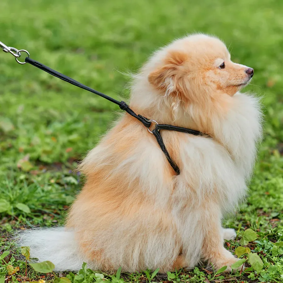 Шлея з повідцем для собак шкіряна, кругла, XS, чорний WAUDOG Soft Harness with Leash