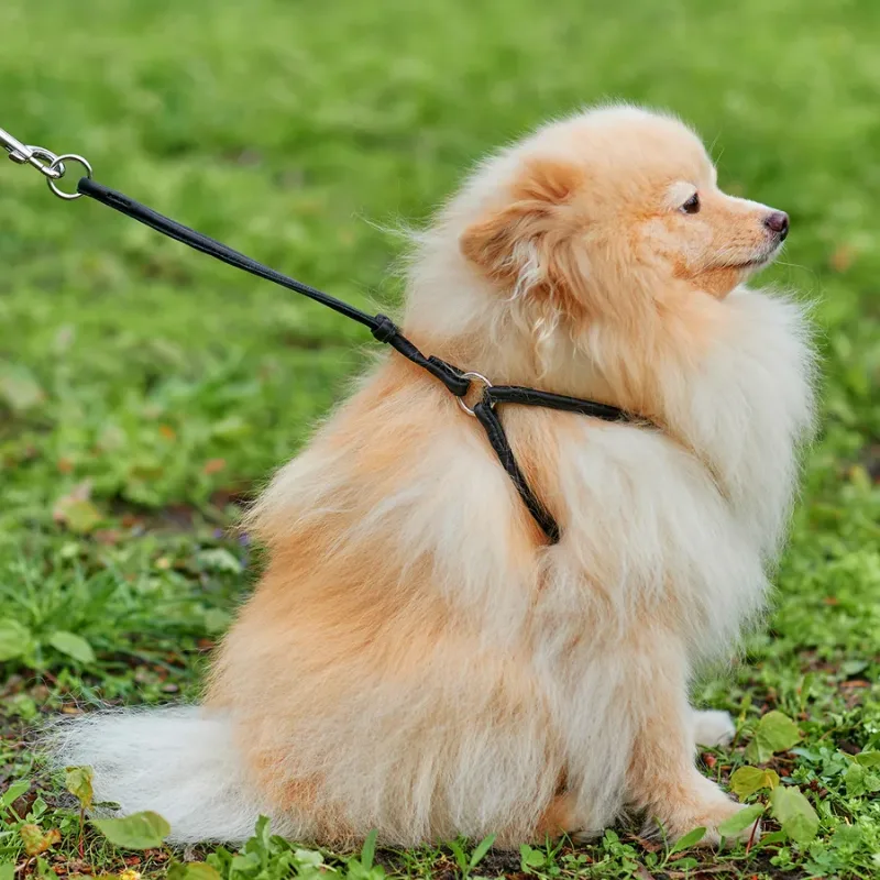 Шлея з повідцем для собак шкіряна, кругла, XS, чорний WAUDOG Soft Harness with Leash