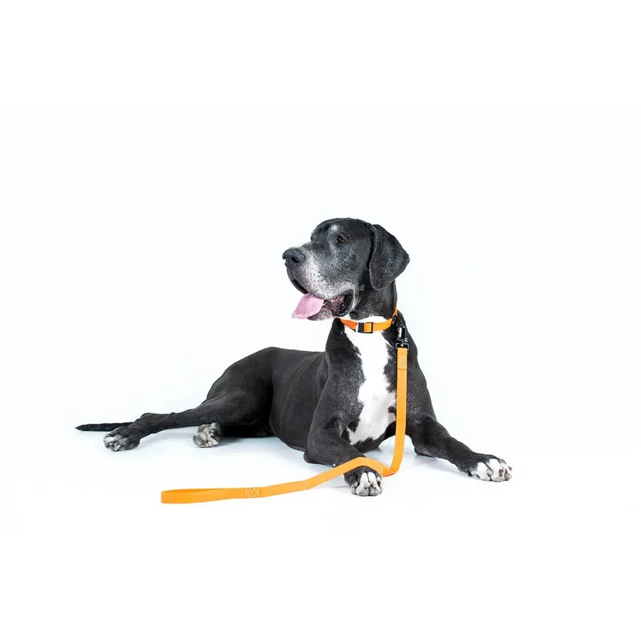 Поводок "Эволютор", XL, оранжевый EVOLUTOR Leash