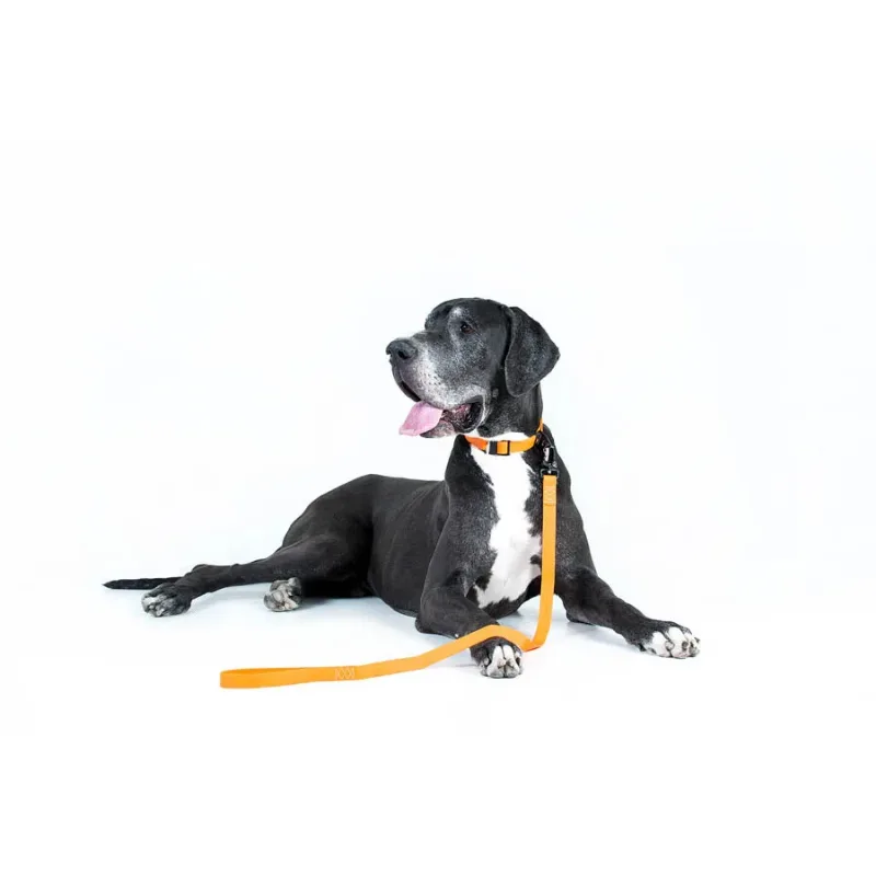 Поводок "Эволютор", XL, оранжевый EVOLUTOR Leash