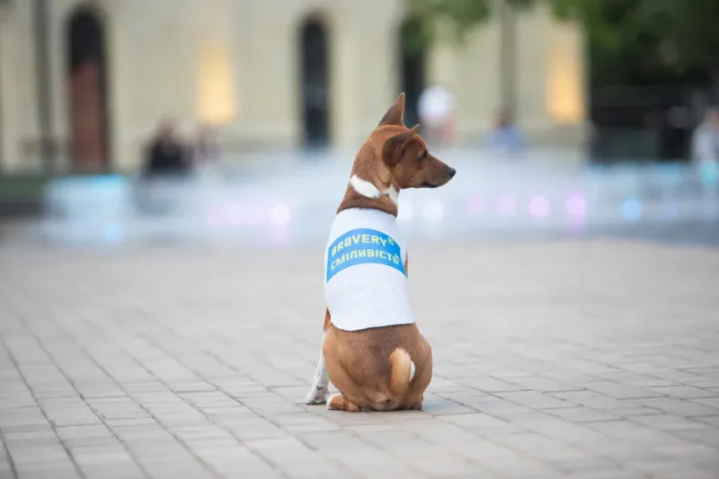 Майка для собак «Сміливість», S40 WAUDOG Clothes Dog T-Shirt Courage