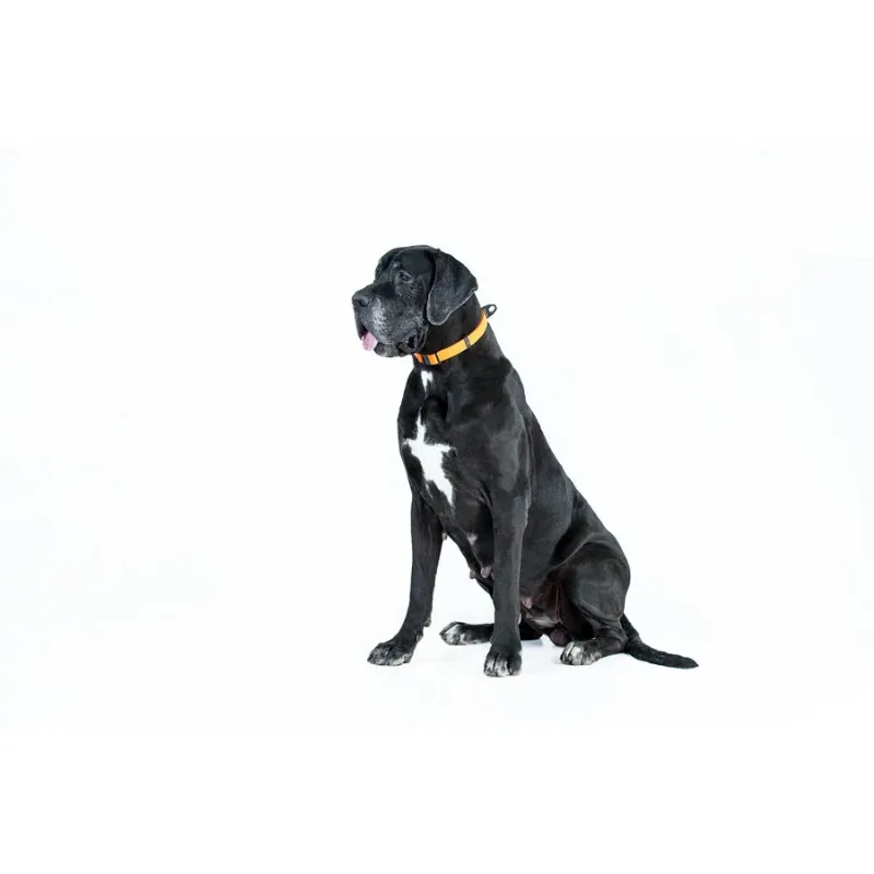 Нашийник, регульований, універсальний, S-XL, помаранчевий EVOLUTOR Collar