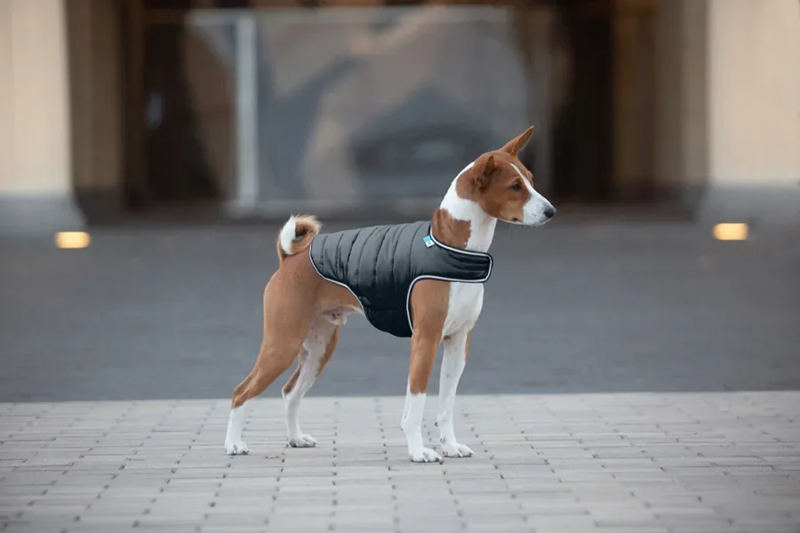 Курточка-накидка для собак, XL, черный AiryVest Dog Cape Jacket