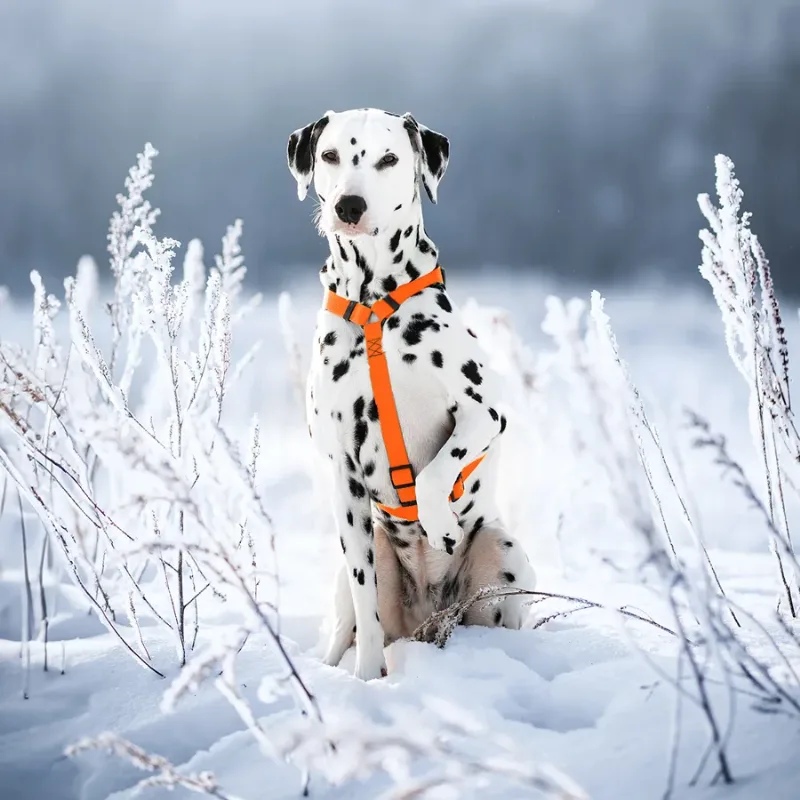 Шлея для собак водостойкая анатомическая Н-образная, XL, оранжевый WAUDOG Waterproof Anatomic Harness