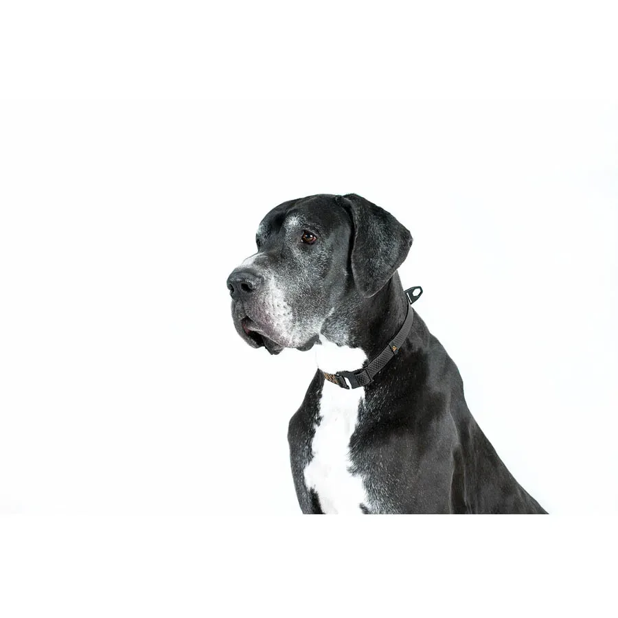 Нашийник, регульований, універсальний, S-XL, чорний EVOLUTOR Collar