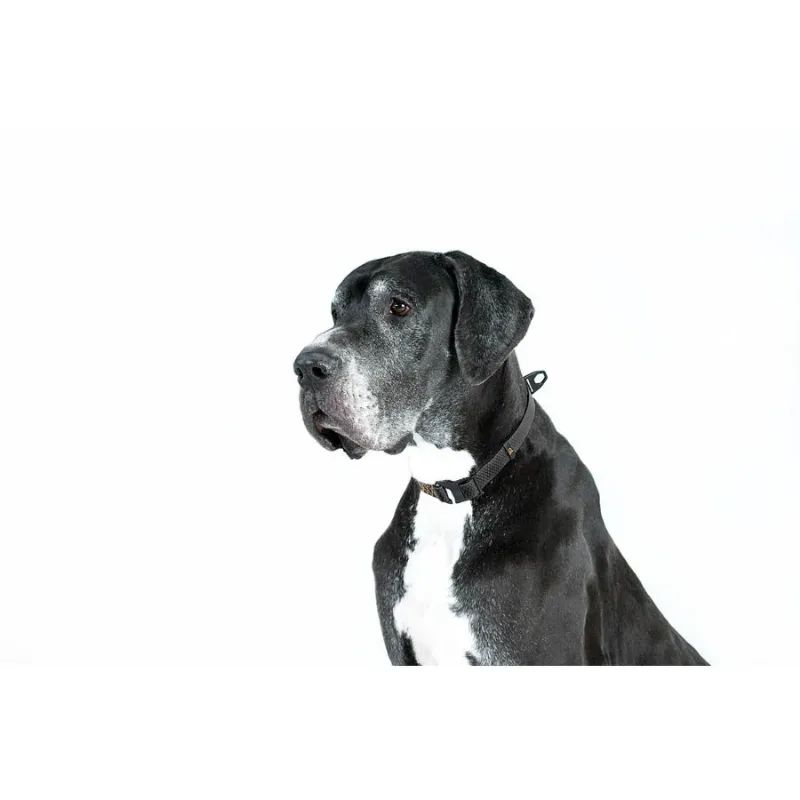 Нашийник, регульований, універсальний, S-XL, чорний EVOLUTOR Collar