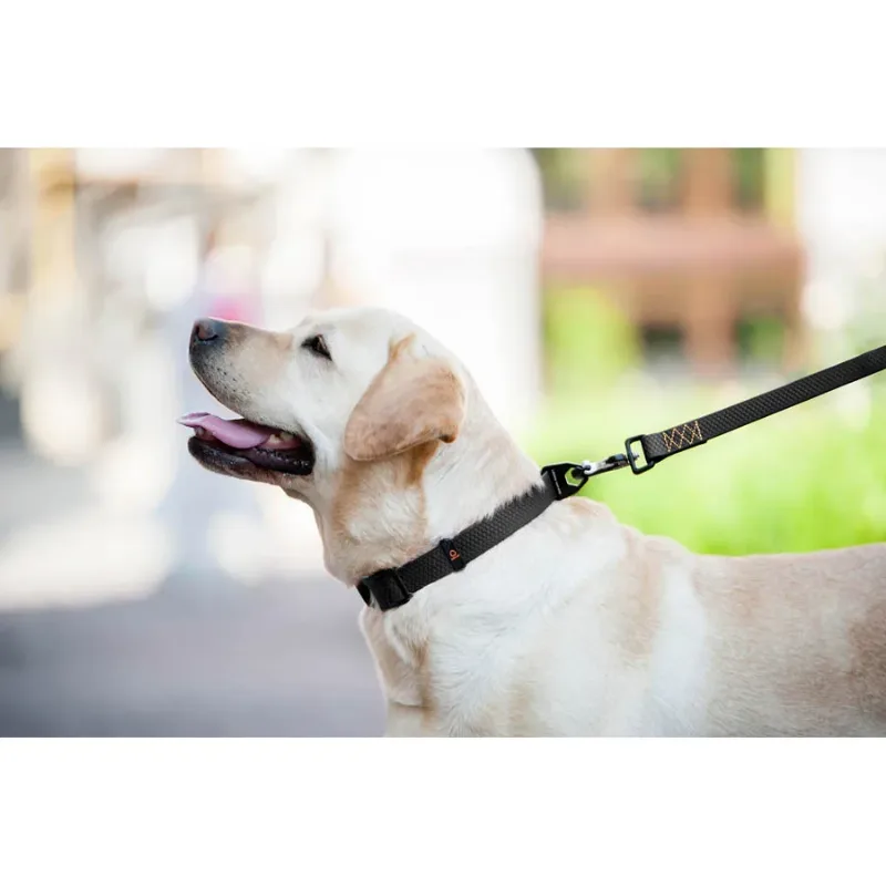 Поводок "Эволютор", XL, черный EVOLUTOR Leash