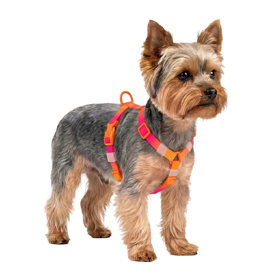 Шлея для собак анатомічна H-подібна, градієнт, XS, помаранчевий WAUDOG Nylon Recycled Harness